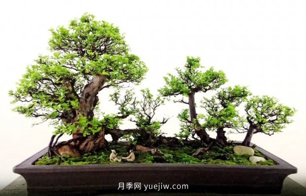 ***全花木盆景分類，輕松掌握各種花木適合如何造型(圖2)