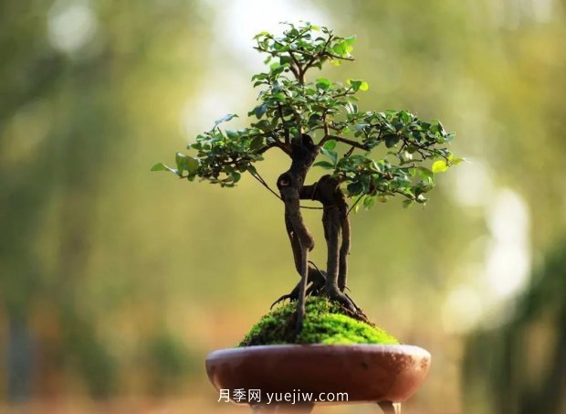 ***全花木盆景分類，輕松掌握各種花木適合如何造型(圖4)