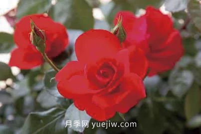 三代人三十年，北京自育月季24個(gè)品種(圖6)