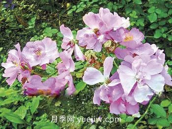 三代人三十年，北京自育月季24個(gè)品種(圖8)