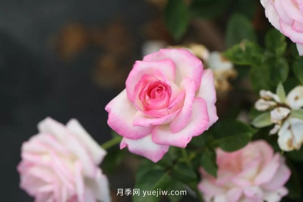 新手必備9個(gè)大花月季經(jīng)典品種，不可錯(cuò)過(guò)的美人(圖1)
