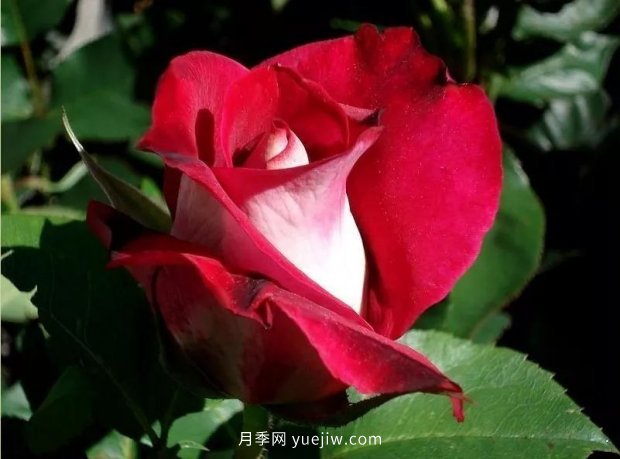 新手必備9個(gè)大花月季經(jīng)典品種，不可錯(cuò)過(guò)的美人(圖6)