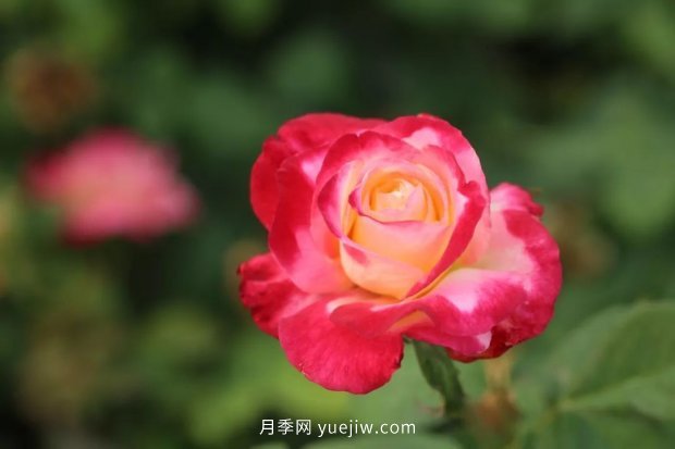 新手必備9個(gè)大花月季經(jīng)典品種，不可錯(cuò)過(guò)的美人(圖3)