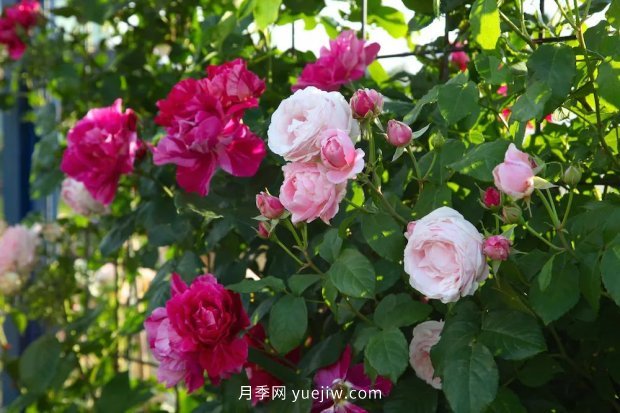 藤本月季憑一己之力撐起了整個(gè)花園的顏值，簡直太美了(圖12)