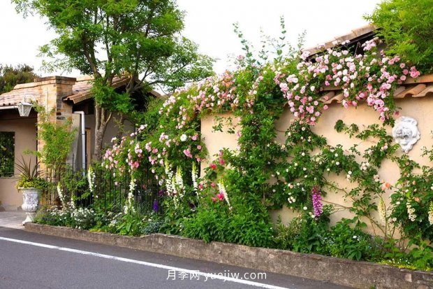 藤本月季憑一己之力撐起了整個(gè)花園的顏值，簡直太美了(圖1)