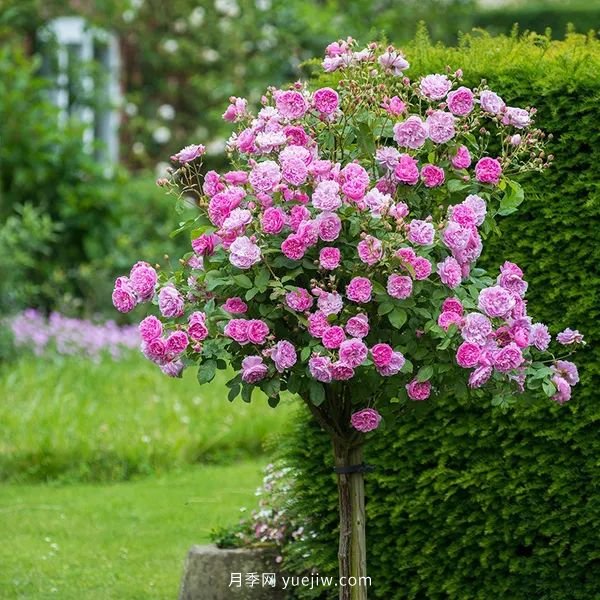 藤本月季憑一己之力撐起了整個(gè)花園的顏值，簡直太美了(圖13)