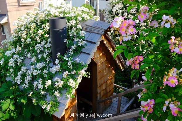 藤本月季憑一己之力撐起了整個(gè)花園的顏值，簡直太美了(圖8)