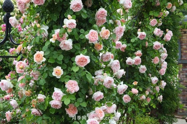 藤本月季憑一己之力撐起了整個(gè)花園的顏值，簡直太美了(圖2)