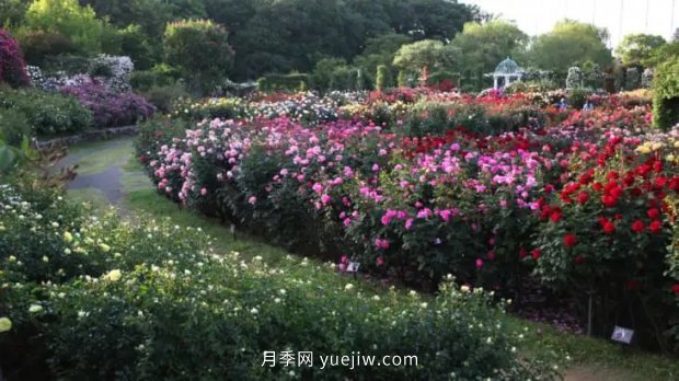 藤本月季憑一己之力撐起了整個(gè)花園的顏值，簡直太美了(圖11)