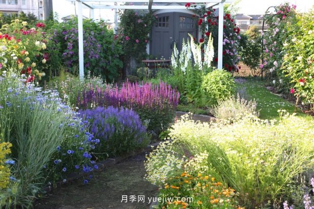 藤本月季憑一己之力撐起了整個(gè)花園的顏值，簡直太美了(圖10)