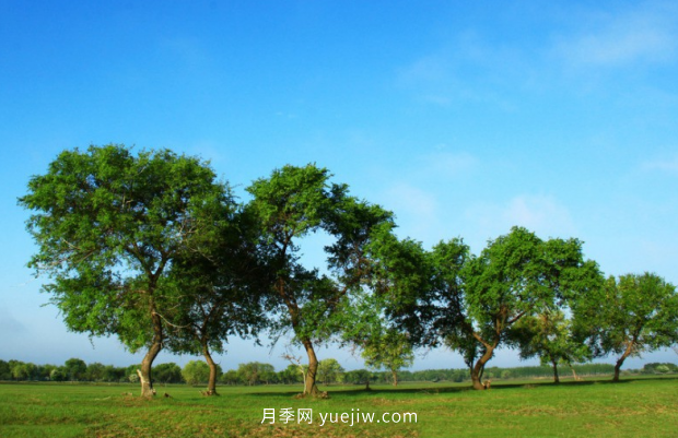 推薦2021年***有錢(qián)途的苗木種類(圖2)