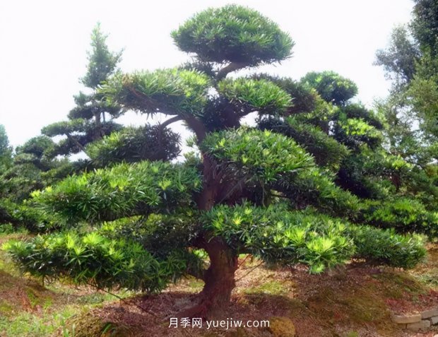 推薦2021年***有錢(qián)途的苗木種類(圖4)