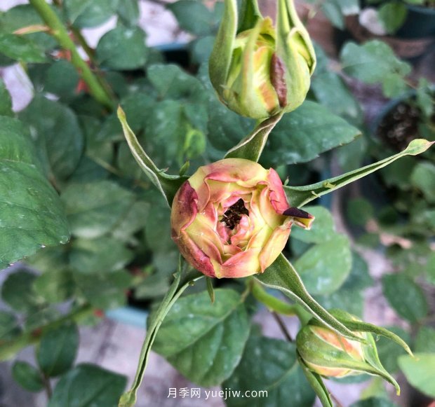 月季花的花苞打不開是怎么回事？(圖1)