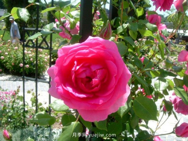 推薦種過的6個藤本月季，各有優(yōu)缺點(圖3)
