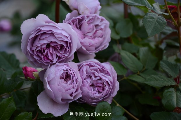 推薦種過的6個藤本月季，各有優(yōu)缺點(圖5)