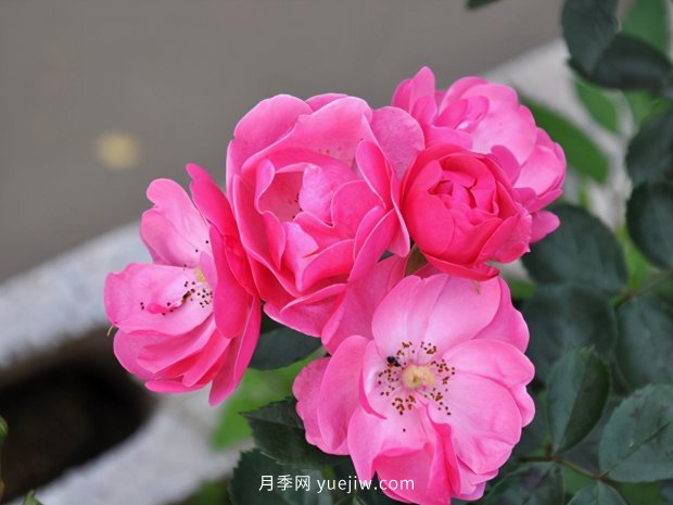 推薦種過的6個藤本月季，各有優(yōu)缺點(圖1)