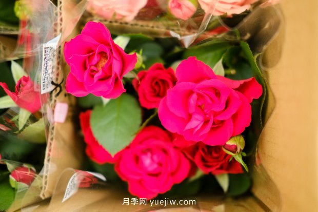 14個(gè)月季品種推薦，看一眼就中毒(圖5)