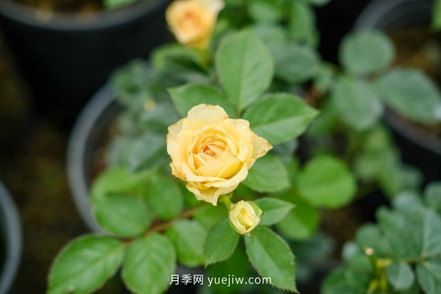 14個(gè)月季品種推薦，看一眼就中毒(圖3)