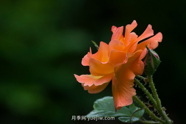 14個(gè)月季品種推薦，看一眼就中毒(圖12)