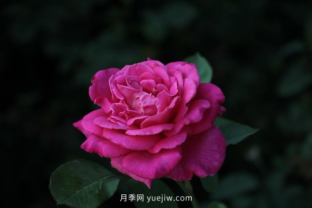14個(gè)月季品種推薦，看一眼就中毒(圖10)