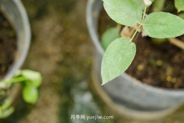 14個(gè)月季品種推薦，看一眼就中毒(圖13)