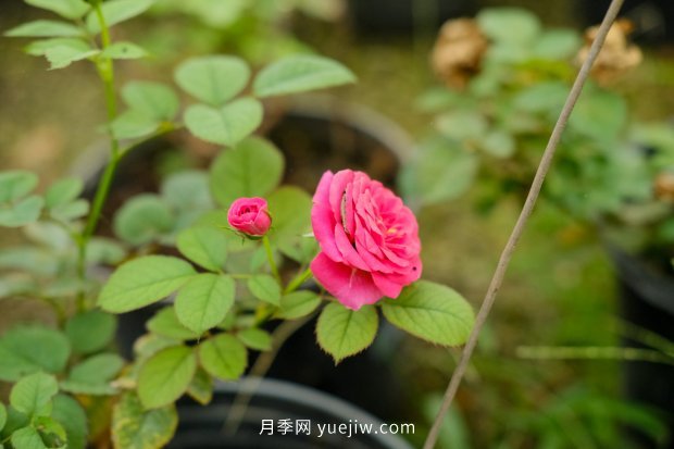 14個(gè)月季品種推薦，看一眼就中毒(圖7)