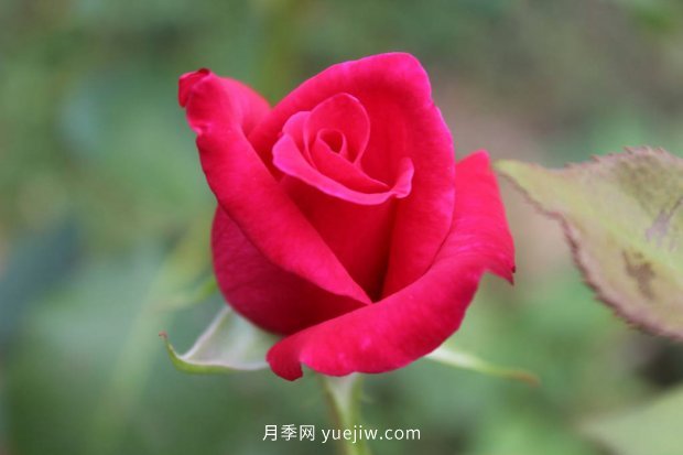 推薦17個(gè)中國(guó)古老月季品種，比肩歐月好看的國(guó)月(圖13)