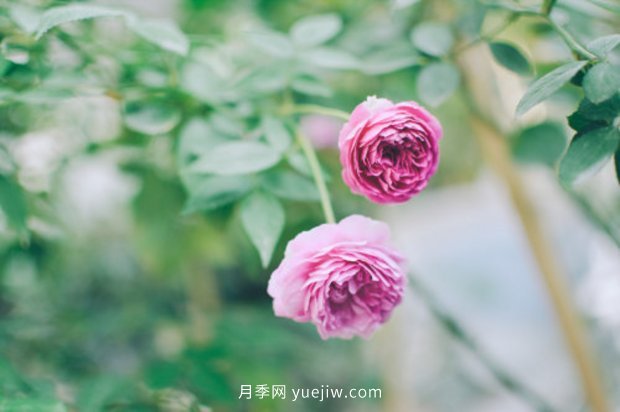 推薦17個(gè)中國(guó)古老月季品種，比肩歐月好看的國(guó)月(圖8)