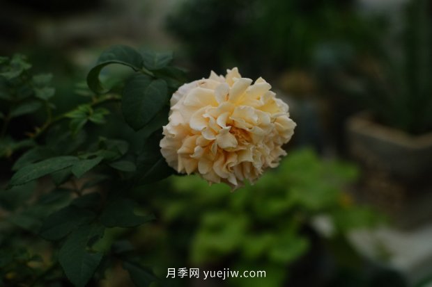 推薦17個(gè)中國(guó)古老月季品種，比肩歐月好看的國(guó)月(圖9)