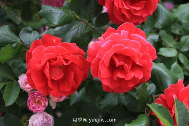推薦17個(gè)中國(guó)古老月季品種，比肩歐月好看的國(guó)月(圖12)