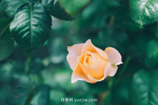 推薦10個花期***長的月季品種，留住月季的時間(圖2)