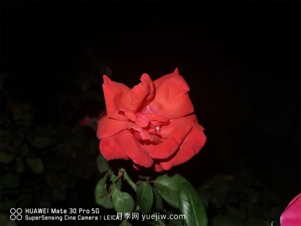 推薦10個花期***長的月季品種，留住月季的時間(圖4)
