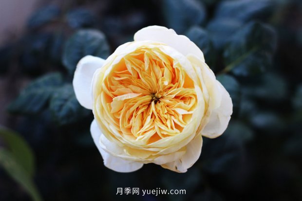 推薦10個花期***長的月季品種，留住月季的時間(圖3)