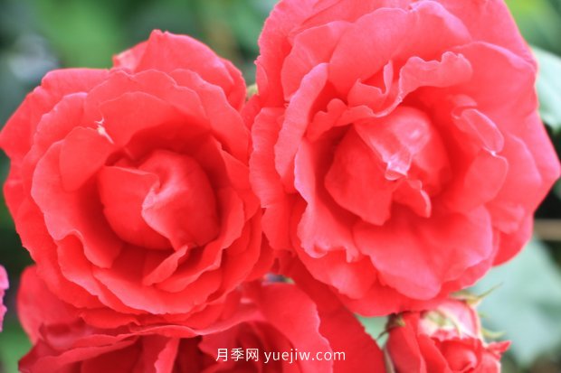 推薦10個花期***長的月季品種，留住月季的時間(圖5)