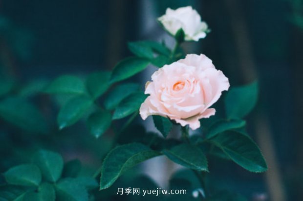 推薦10個花期***長的月季品種，留住月季的時間(圖7)