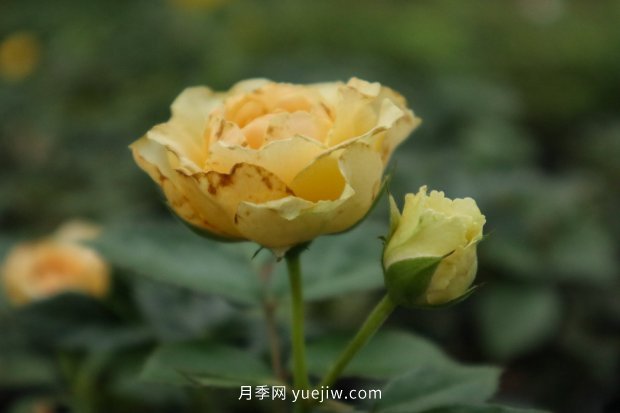 推薦10個花期***長的月季品種，留住月季的時間(圖1)