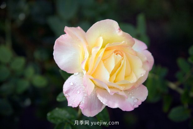 10個勤花抗病的優(yōu)秀月季品種推薦(圖6) 10個勤花抗病的優(yōu)秀月季品種推薦(圖6)
