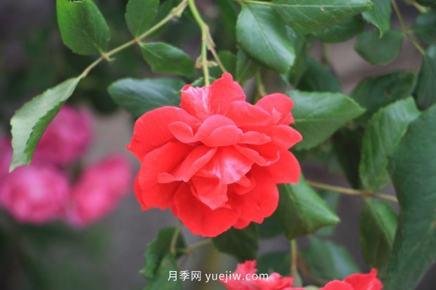 10個勤花抗病的優(yōu)秀月季品種推薦(圖5) 10個勤花抗病的優(yōu)秀月季品種推薦(圖5)