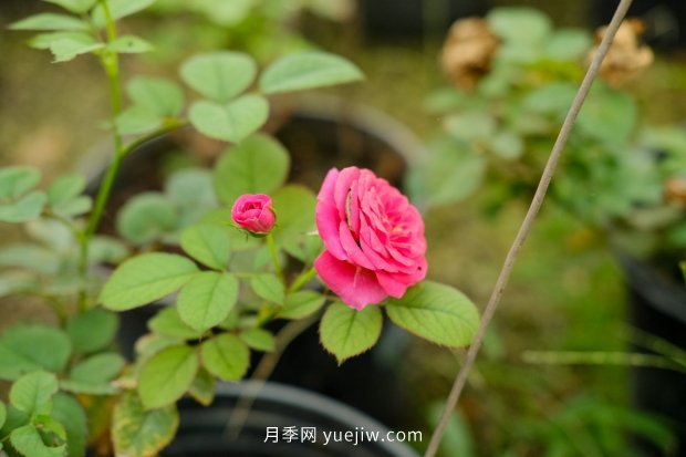 10個勤花抗病的優(yōu)秀月季品種推薦(圖1) 10個勤花抗病的優(yōu)秀月季品種推薦(圖1)