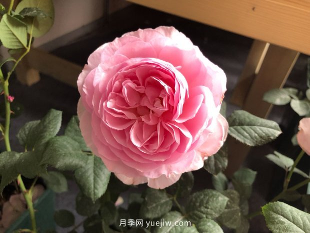 10個勤花抗病的優(yōu)秀月季品種推薦(圖3) 10個勤花抗病的優(yōu)秀月季品種推薦(圖3)