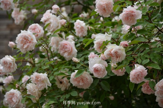 中國緋紅茶香月季/屏東月季(圖3)