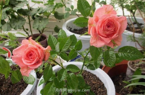 十款花期最長的微型月季品種，適合陽臺種植(圖9)