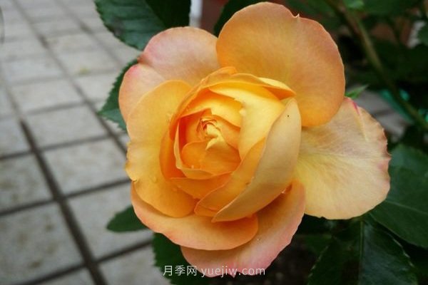 十款花期最長的微型月季品種，適合陽臺種植(圖7)