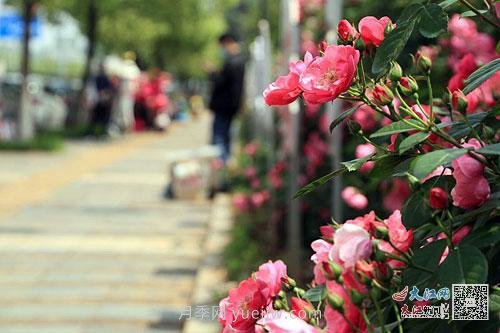 江西南昌350萬株月季盛開，美爆洪城街頭(圖1)