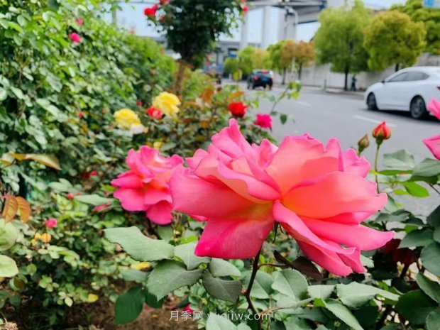 上海打造百條花道，屬于月季的***美賞花季來了(圖1)