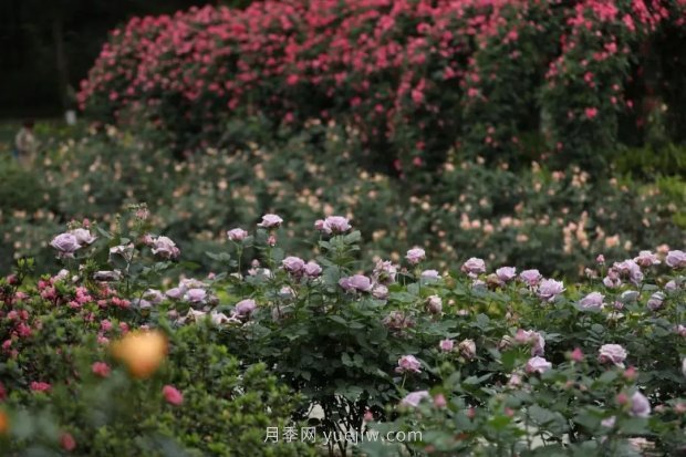 成都植物園也有月季園了，超美盛花期來啦(圖4)