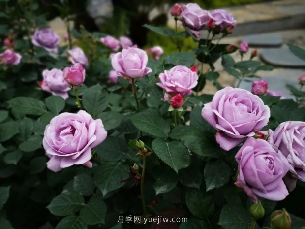成都植物園也有月季園了，超美盛花期來啦(圖12)