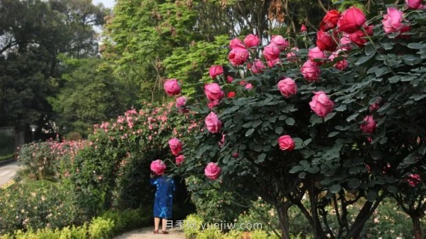 成都植物園也有月季園了，超美盛花期來啦(圖2)