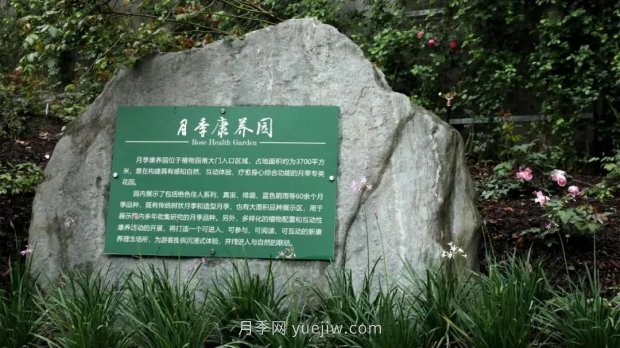 成都植物園也有月季園了，超美盛花期來啦(圖1)