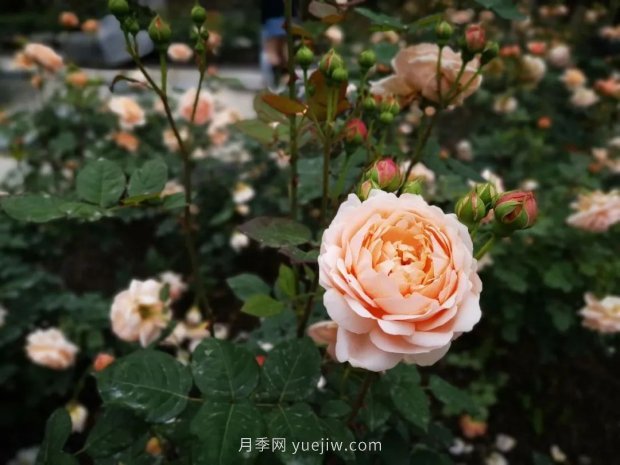 成都植物園也有月季園了，超美盛花期來啦(圖5)